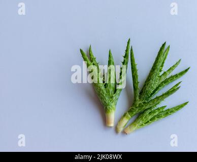 Aloe juvenna boutures sur un fond blanc isolé avec espace de copie Banque D'Images