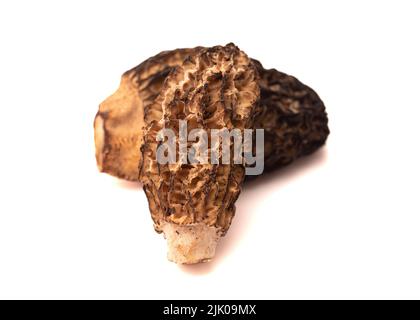 Champignons Morel sur fond blanc Banque D'Images