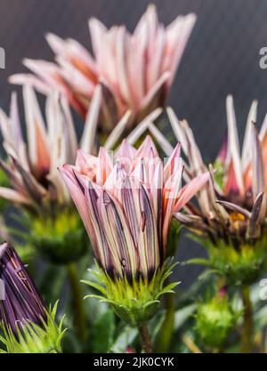 Image montrant les éléments colorés de la Marguerite de Gazania prise la nuit avec un flash lumineux/canon Banque D'Images