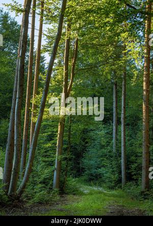 Lumière du soir dans une forêt mixte d'épinette (Picea abies) et de hêtre (Fagus sylvatica), Bavière, Allemagne, Europe Banque D'Images