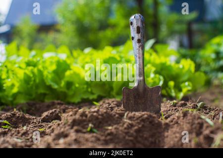 Gros plan d'une pelle de jardin coincée dans le sol. Concept de jardinage. Plantes agricoles poussant dans la rangée de lits Banque D'Images