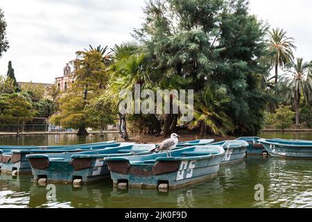 Seagull est assis sur un bateau sur le lac. Banque D'Images