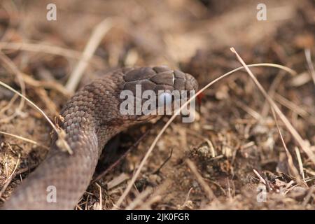 Serpent lisse (Coronella austriaca) après avoir fait perdre sa peau dans une lande près de Borkenberge, en Allemagne Banque D'Images