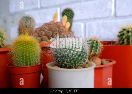 Petits cactus décoratifs dans des pots rouges sur le fond d'un mur de brique blanche Banque D'Images