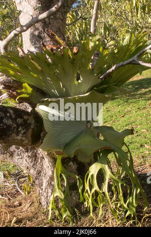 Grande fougère de Staghorn, platycerium bifurcatum, qui pousse autour du tronc d'un arbre d'avocat, persea americana. Orchard dans le Queensland, Australie. Banque D'Images