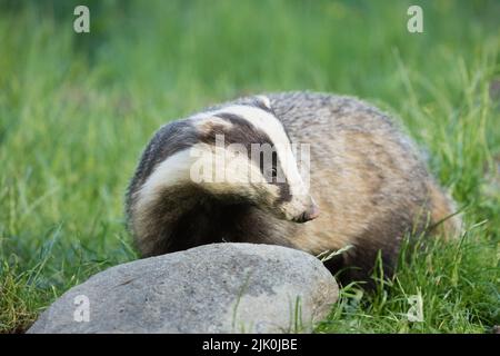 Badger à RSPB Wild Haweswater Banque D'Images