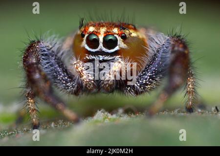 Crabe commun, Cardisoma carnifex, Satara, Maharashtra, Inde Banque D'Images