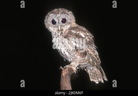 Tawny Owl ou Brown Owl (Strix aluco) photographié en Israël Banque D'Images