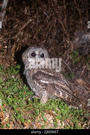 Tawny Owl ou Brown Owl (Strix aluco) photographié en Israël Banque D'Images