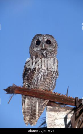 Tawny Owl ou Brown Owl (Strix aluco) photographié en Israël Banque D'Images