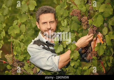 raisin de coupe viticulteur avec ciseaux de jardinage, été Banque D'Images