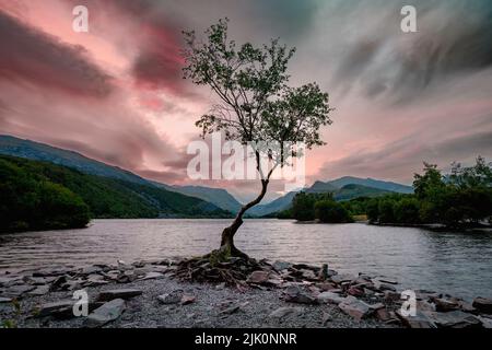 L'arbre solitaire sur le lac Llyn Padarn à Llanberis dans la région de Snowdonia au nord du pays de Galles au Royaume-Uni Banque D'Images