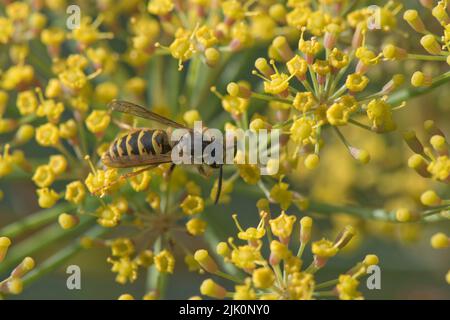 La guêpe commune (Vespula vulgaris) pollinisateur pollinisant des fleurs jaunes de fenouil (Foenicule vulgare) sur l'ombelle d'une herbe de jardin, Berkshire, juillet Banque D'Images