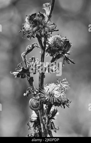 Photo verticale en niveaux de gris d'un escargot montant sur la fleur Banque D'Images