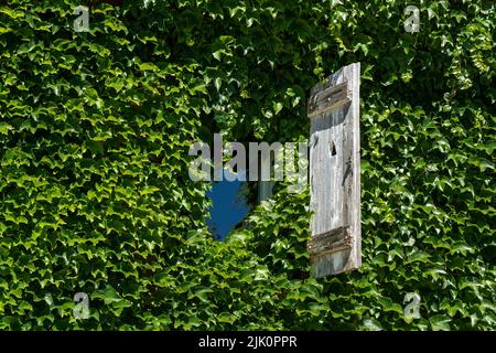 Un vieux volet en bois entouré de lierre vert vibrant par une journée ensoleillée Banque D'Images