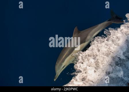 Dolfhin commun (Delphinus delphis) nageant et jouant avec les vagues d'un bateau Banque D'Images