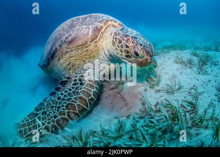 Tortue verte (Chelonia mydas) manger de l'herbe de mer Banque D'Images