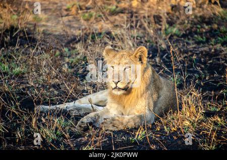 Jeune lion mâle reposant dans l'herbe sèche de la savane Banque D'Images