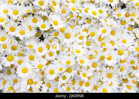 Gros plan de fleurs de camomille Banque D'Images