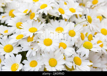 Gros plan de fleurs de camomille Banque D'Images