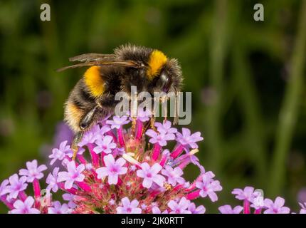 Un proche sur une abeille blanche Bumble extraire le nectar d'une fleur de Verbena Banque D'Images