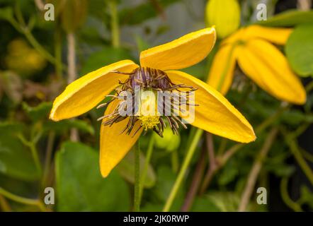 Une belle fleur de Clematis Tangutica montrant ses magnifiques pétales jaunes Banque D'Images