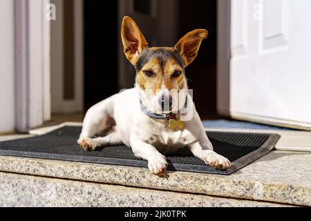 Jack blanc chien russell reposant à la porte d'entrée de la maison un jour ensoleillé. Madrid. Banque D'Images