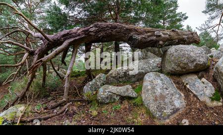 Grand arbre tombé au milieu de la forêt entre de grandes pierres et des branches reposant sur le sol. Canencia Madrid. Banque D'Images