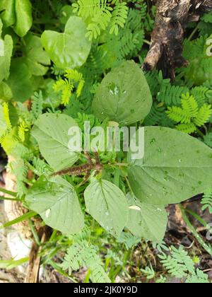 Un Amaranthus viridis est une espèce cosmopolite de la famille botanique Amaranthaceae et est communément connu sous le nom d'amaranth vert ou d'amaranth vert. Banque D'Images