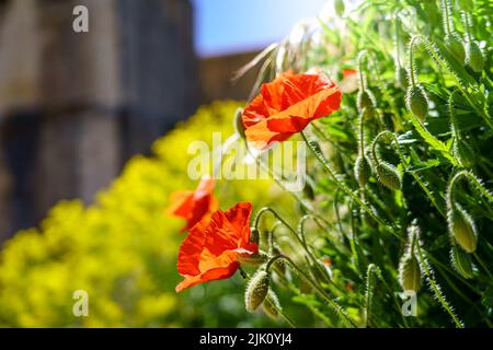 Les coquelicots rouges fleurissent au printemps sous un éclair de soleil. Gros plan. Banque D'Images