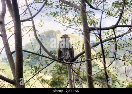 Singe dans un adorable arbre sur le fond des montagnes boisées de pluie. Faune endémique du Sri Lanka. Macaque à la façade pâle (Macaca sinica aurifrons) Banque D'Images