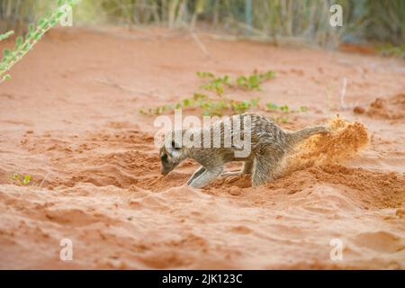 Bébé meerkats (Suricata suricata) creusant une terrow. Kalahari, Parc national transfrontalier, Afrique du Sud Banque D'Images
