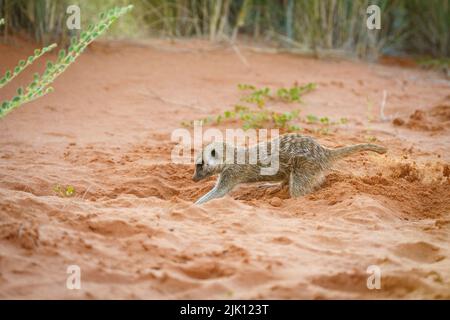 Bébé meerkats (Suricata suricata) creusant une terrow. Kalahari, Parc national transfrontalier, Afrique du Sud Banque D'Images