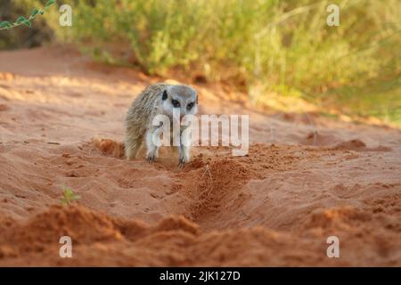Bébé meerkats (Suricata suricata) creusant une terrow. Kalahari, Parc national transfrontalier, Afrique du Sud Banque D'Images