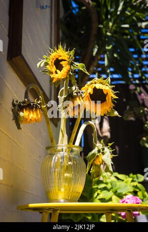 La mort des tournesols Banque D'Images