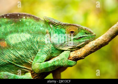 Chameleon de Parson, reptile féminin Panther Chameleon, réserve de Peyreras, Andasibe, Madagascar, Afrique Banque D'Images