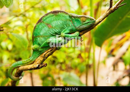 Chameleon de Parson, reptile féminin Panther Chameleon, réserve de Peyreras, Andasibe, Madagascar, Afrique Banque D'Images