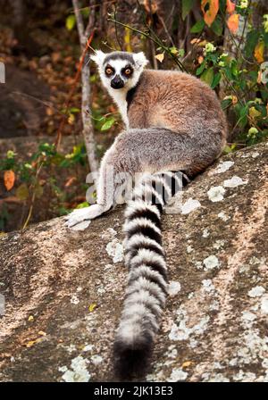 Lemur à queue circulaire, Parc national d'Isalo, Isalo, Madagascar, Afrique Banque D'Images