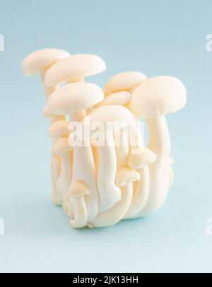 Champignons blancs sur fond bleu Banque D'Images