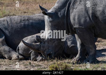 Rhinocéros blancs du sud (rhinocéros à lèvres carrées du sud) (Ceratotherium simum simum), Oi Pejeta Natural Conservancy, Kenya Banque D'Images