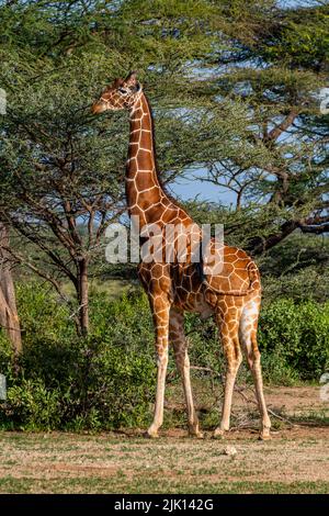 Girafe réticulée (Giraffa camelocardalis reticulata) (Giraffa reticulata), réserve nationale de Buffalo Springs, parc national de Samburu, Kenya Banque D'Images
