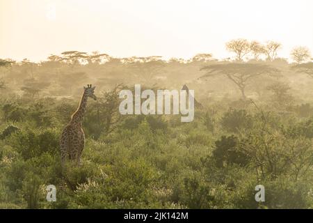 Girafe réticulée (Giraffa camelocardalis reticulata) (Giraffa reticulata) à l'aube, réserve nationale de Buffalo Springs, parc national de Samburu, Kenya Banque D'Images