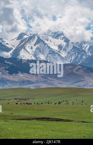 Troupeau de vaches en face du parc national des lacs Kolsay, montagnes Tian Shan, Kazakhstan, Asie centrale, Asie Banque D'Images