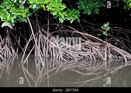 Les mangroves (Rhizophoraceae) sont protégées dans le monde entier, Yap, Micronésie, Océan Pacifique, Asie Banque D'Images