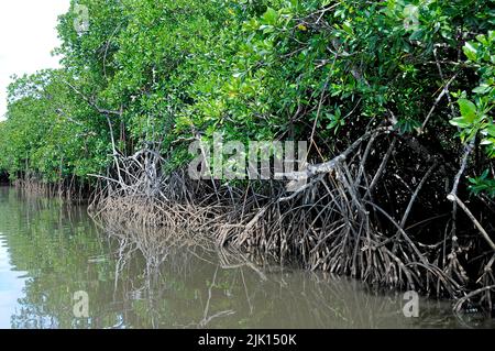 Les mangroves (Rhizophoraceae) sont protégées dans le monde entier, Yap, Micronésie, Océan Pacifique, Asie Banque D'Images