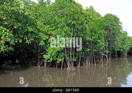 Les mangroves (Rhizophoraceae) sont protégées dans le monde entier, Yap, Micronésie, Océan Pacifique, Asie Banque D'Images