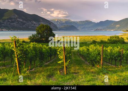 Vignobles de Franciacorta au bord du lac d'Iseo et Prealpi dans la province de Brescia, dans le district de Lombardie, en Italie, en Europe Banque D'Images