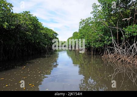 Les mangroves (Rhizophoraceae) sont protégées dans le monde entier, Yap, Micronésie, Océan Pacifique, Asie Banque D'Images