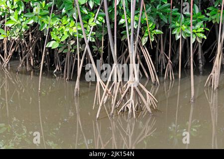 Les mangroves (Rhizophoraceae) sont protégées dans le monde entier, Yap, Micronésie, Océan Pacifique, Asie Banque D'Images