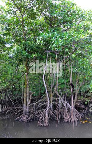 Les mangroves (Rhizophoraceae) sont protégées dans le monde entier, Yap, Micronésie, Océan Pacifique, Asie Banque D'Images